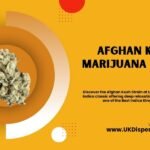 Afghan Kush Marijuana Strain Insights for UK Enthusiasts