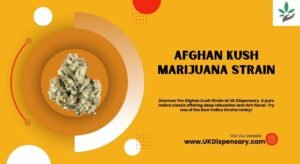 Afghan Kush Marijuana Strain Insights for UK Enthusiasts