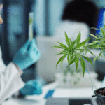 Medical Marijuana Card in Kentucky: Your Complete Guide to Legal Cannabis Access