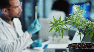 Medical Marijuana Card in Kentucky: Your Complete Guide to Legal Cannabis Access