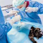 Understanding How Absorbable Sutures Work and How Long They Last