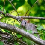 Pest Control Canberra