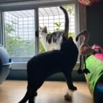 A Dogs Domain and Cats too | Dog Boarding Melbourne