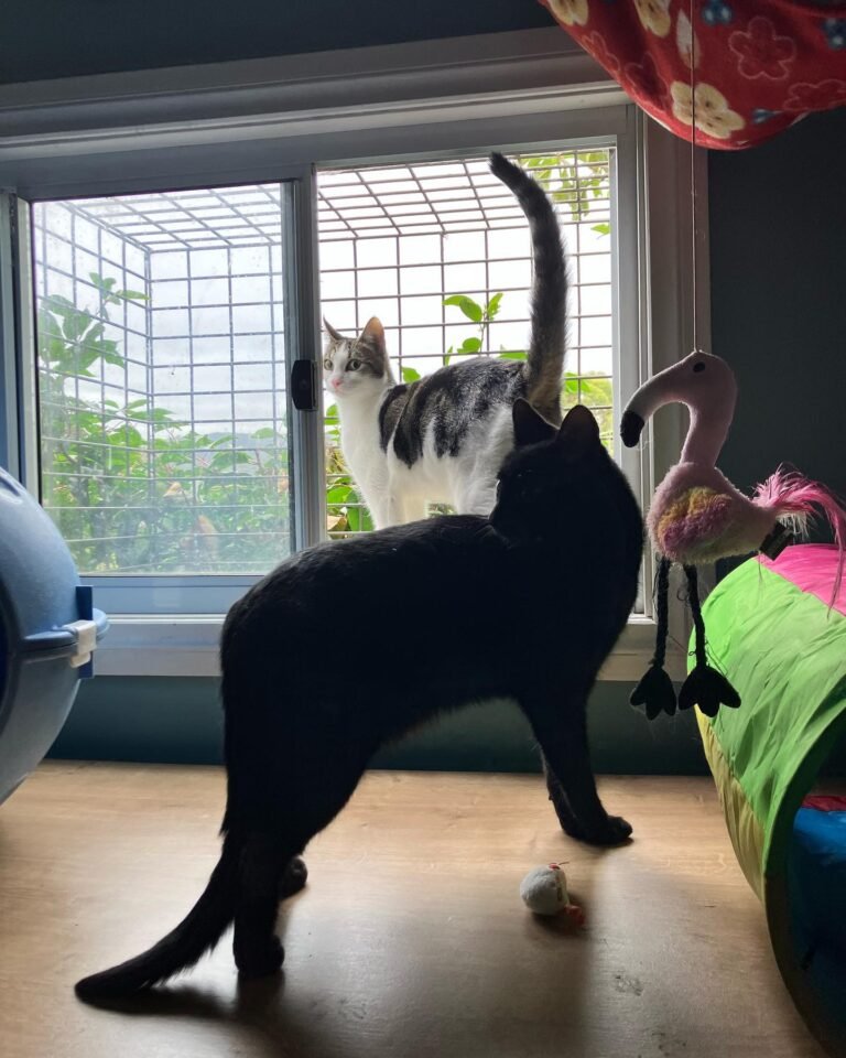 A Dogs Domain and Cats too | Dog Boarding Melbourne