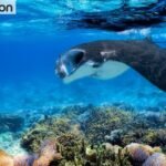 Manta Rays, Whale Sharks, and Wrecks: An Insider’s Guide to Maldivian Diving