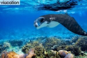 Manta Rays, Whale Sharks, and Wrecks: An Insider’s Guide to Maldivian Diving