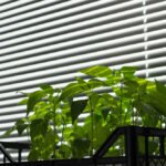 Plantation Shutters Sydney – Timeless Style & Smart Light Control