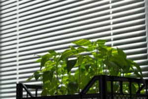 Plantation Shutters Sydney – Timeless Style & Smart Light Control