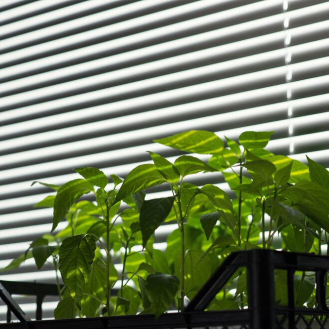 Plantation Shutters Sydney – Timeless Style & Smart Light Control