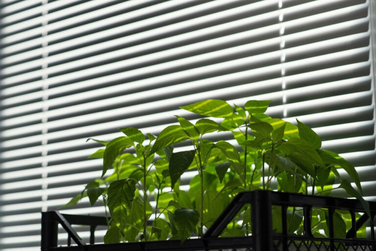 Plantation Shutters Sydney – Timeless Style & Smart Light Control