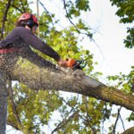 West Mobile Tree Service