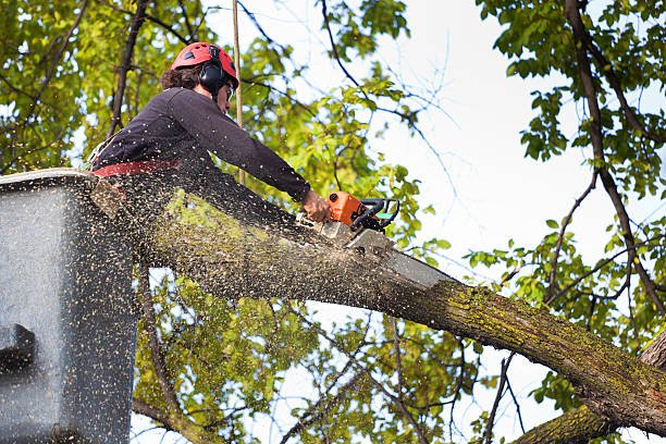 West Mobile Tree Service