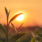 German Language Course