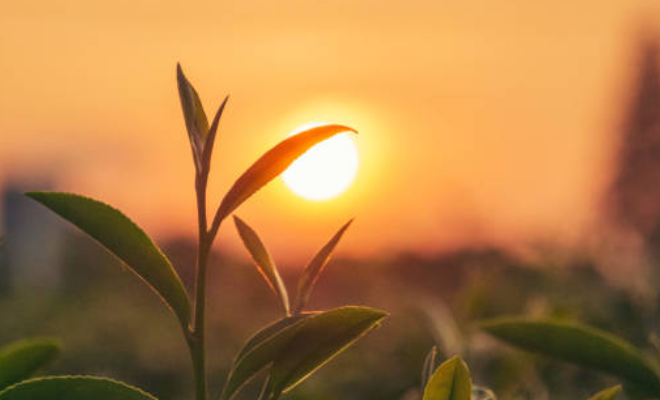 German Language Course