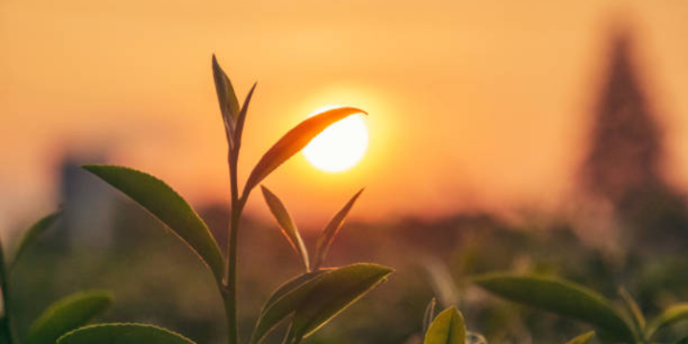 German Language Course