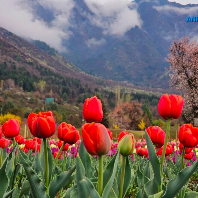 Srinagar’s Tulip Garden: A Colorful Spring Paradise