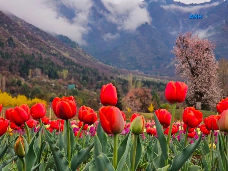 Srinagar’s Tulip Garden: A Colorful Spring Paradise