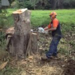 Top Signs Your Property Needs Professional Tree Removal in Brisbane