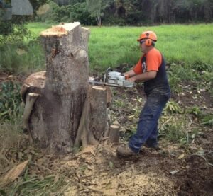 Top Signs Your Property Needs Professional Tree Removal in Brisbane
