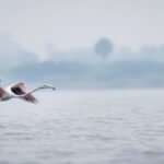 Nashik to Saputara Taxi | Nashik to Saputara Cab