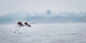 Nashik to Saputara Taxi | Nashik to Saputara Cab