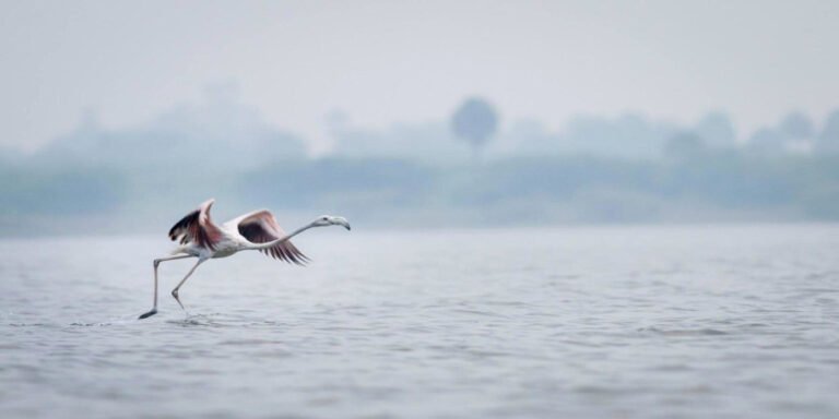 Nashik to Saputara Taxi | Nashik to Saputara Cab