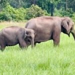 Moradabad to Ramnagar Cab | Moradabad to Ramnagar Taxi