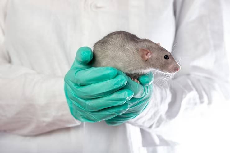 Rodent Control in Geelong