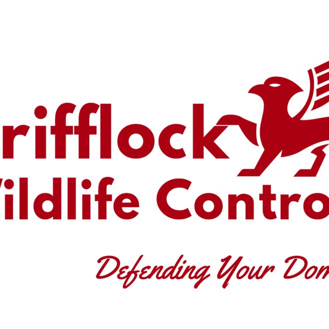 Trusted Opossum Removal Services by Professionals
