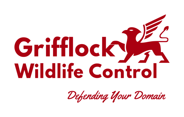 Trusted Opossum Removal Services by Professionals