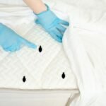 Bed Bug Treatment Queens: Reliable Pest Control for Homes and Businesses