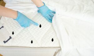 Bed Bug Treatment Queens: Reliable Pest Control for Homes and Businesses