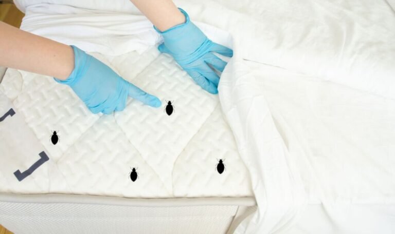 Bed Bug Treatment Queens: Reliable Pest Control for Homes and Businesses