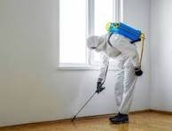 Mosquito Control NYC: Effective Ways to Protect Your Staten Island Yard