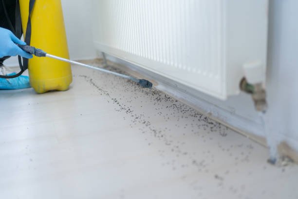 Pest Control SEO Services in Houston: A Complete Guide to Growing Local Leads