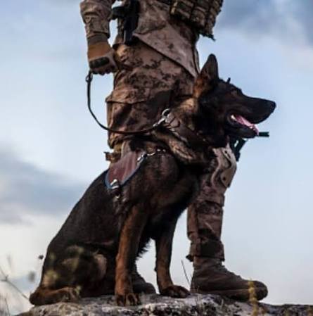 Factors That Affect a Tracking Dog’s Performance.